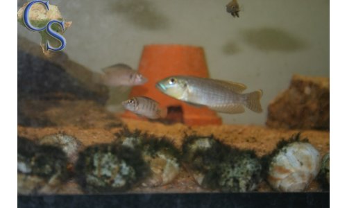 Lamprologus callipterus